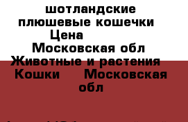 шотландские плюшевые кошечки › Цена ­ 3 000 - Московская обл. Животные и растения » Кошки   . Московская обл.